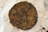 Two Fossil Leaves (Zizyphoides & Davidia) - Montana #165037-3